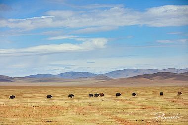 Mārtiņš Plūme | Mongolijas ekspedīcija | foto martins plume 876